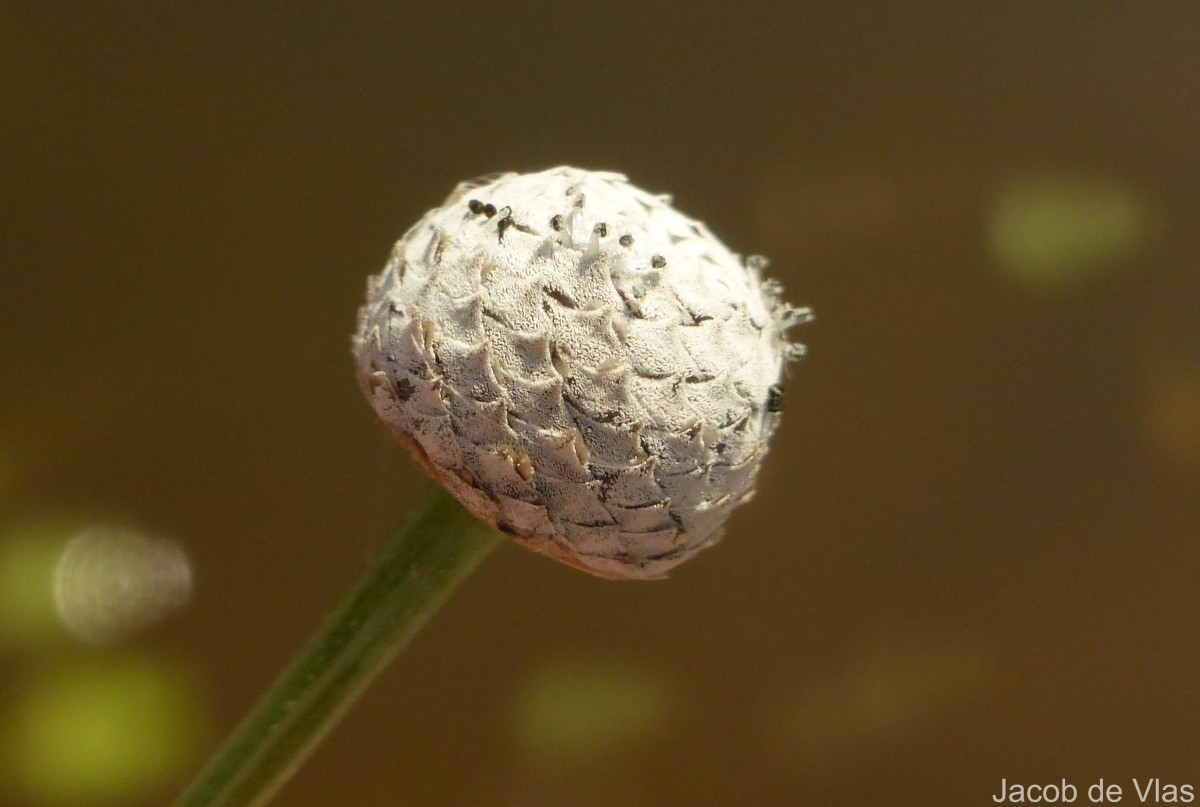 Eriocaulon sexangulare L.